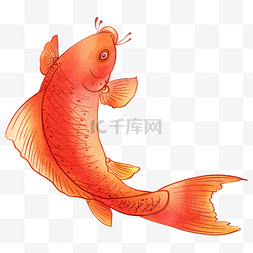 红色大鱼图片_红色金鱼鲤鱼