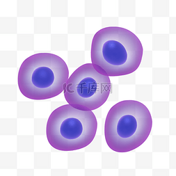 生物细胞宫内膜干细胞紫色