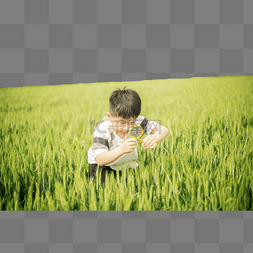 麦田里用放大镜观察小麦的儿童