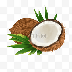雨珠椰子图片_热带水果椰子