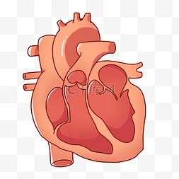  人体心脏 