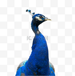 动物蓝孔雀