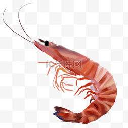 美味的基围虾图片_海洋生物基围虾插图