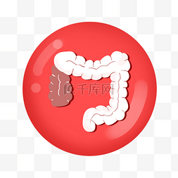人体重要器官大肠红色