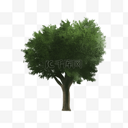 茂盛的大树图片_茂盛的大树绿色树冠