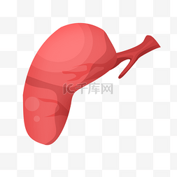 内脏插画图片_健康肝脏内脏插画