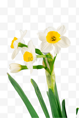 水仙花白色花朵