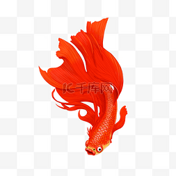 红色手绘鱼中国风psd源文件