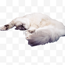 动物的小尾巴图片_一只正在睡觉的小懒猫