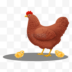 围裙母鸡图片_棕色的母鸡