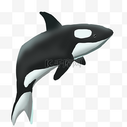 黑色虎鲸鱼类