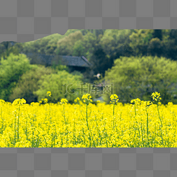 户外油菜花地