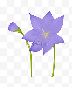 紫色花朵花枝插画