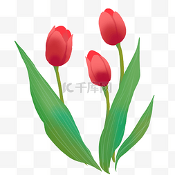 红色植物花朵绿叶图片_红色郁金香花枝