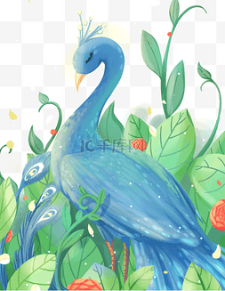 孔雀鸟蓝色动物