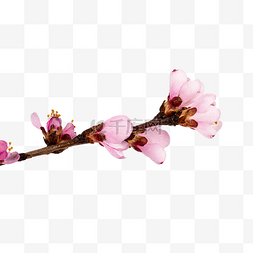粉色桃花花朵