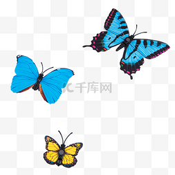 蓝黄色蝴蝶