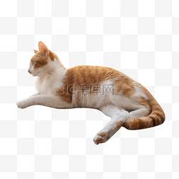 毛猫咪图片_躺着猫咪实物