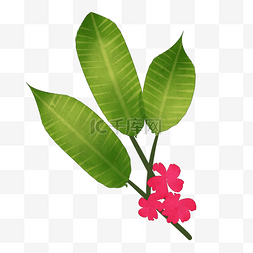 小花装饰图片_热带植物树叶免抠插图