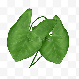 两片热带植物叶子免抠插图