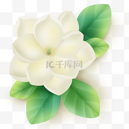 一朵白色的茉莉花