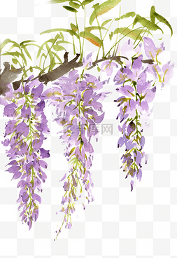 紫藤花圆框图片_美丽的紫藤花