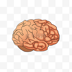 人体脑部图片_人体脑部器官大脑