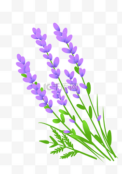 薰衣草紫色花朵