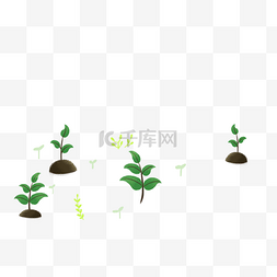 小植物免抠图图片_绿色的植物免抠图