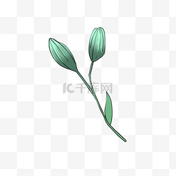 青色绿色图片_热带植物青色种子植物