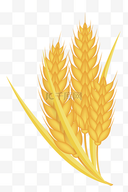 成熟元素图片_金黄色成熟小麦