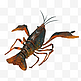 褐色的小龙虾插画
