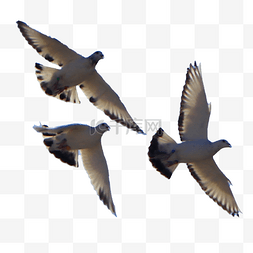 飞翔鸽子图片_飞翔的和平鸽鸟儿