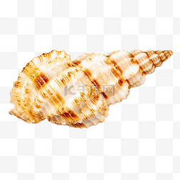 海洋海螺贝壳图片_海洋生物海螺