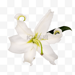白色百合花鲜花绿叶实物拍摄
