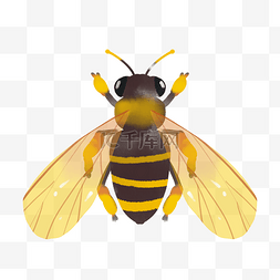 黄色翅膀小蜜蜂