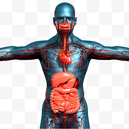 经络脉络图片_人体结构脉络脏器