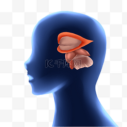 高科技人体图片_人体大脑侧脑室
