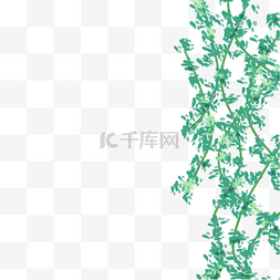 绿色藤曼植物图片_装饰的藤曼免抠图