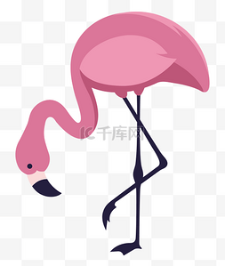 粉色的火烈鸟图片_低头的火烈鸟插画