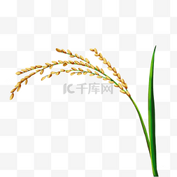 水稻长大图片_绿色水稻