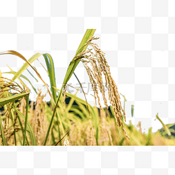 秋季水稻图片_金黄的稻穗