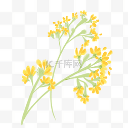 黄色油菜花卡通插画