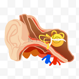 耳朵耳膜结构