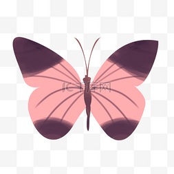 粉红色立体蝴蝶插图