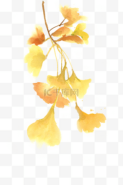 水彩画金黄色的银杏叶