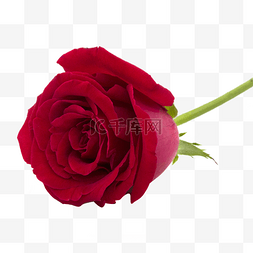 一朵花图片_一朵红玫瑰