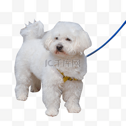 中华田园犬图片_一只雪白的小狗狗