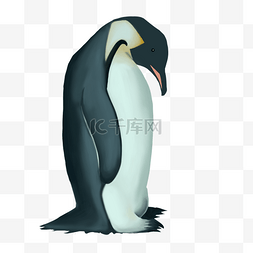 南极冰层图片_南极企鹅