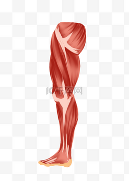 肌肉人体图片_人体腿部肌肉